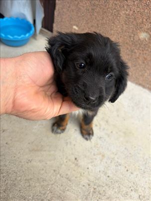 Preslatka zenkica od 2,5 meseca trazi dom