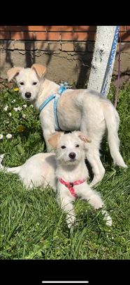 Rozi i Viola traže zauvek dom! 