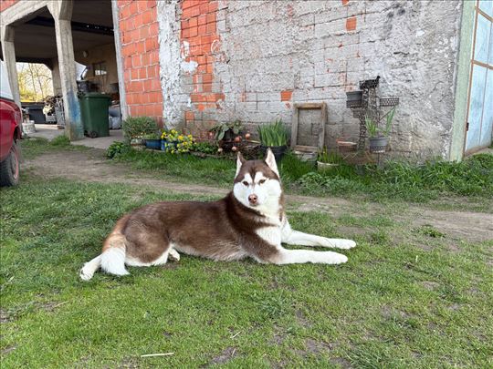 Sibirski haski , mlad pas