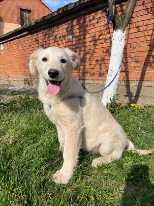 Štene u tipu zlatnog retrivera