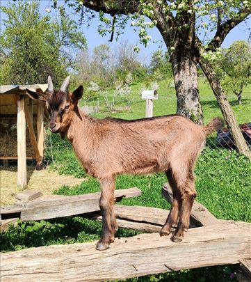 Alpski jarčić za priplod