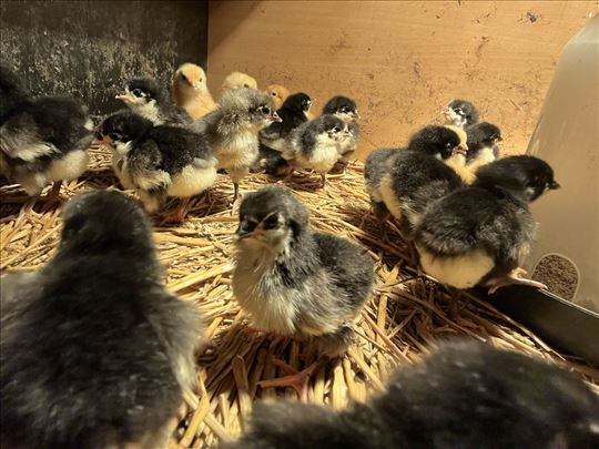 Australorp Pilići