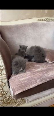 Britanska kratkodlaka, mače