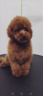 Luxury Toy i Teacup crvena Pudla