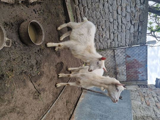 Ovca + koza + 2 jareta