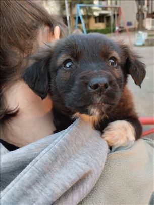 Preslatki štenci traže dom