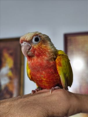 Pyrrhura Molinae ručno hranjene