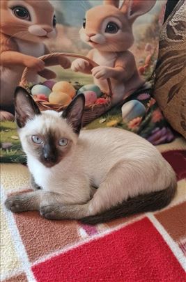 Sijamska, mali mačak star 3 meseca