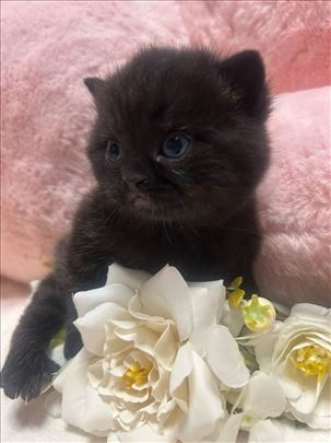 Britanska kratkodlaka, mače