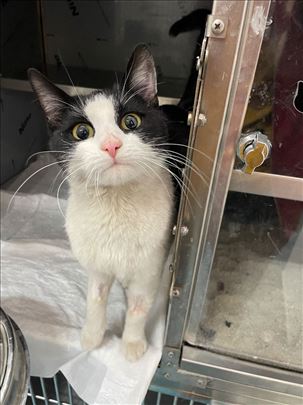 Dušica hitno traži dom