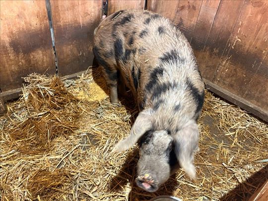 Krmače oko 300 kg – domaći uzgoj