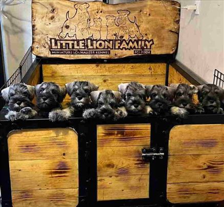 Patuljasti Šnauceri biber so