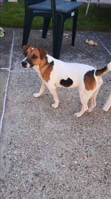 Poklanjam Džek Raselov terijer