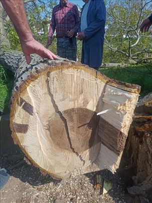 Stablo oraha 2m dužine, 50cm prečnik