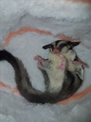Sugar Glider(leteća veverica)