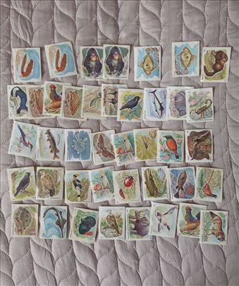 Zivotinjsko carstvo slicice 1988/89/90 Kras