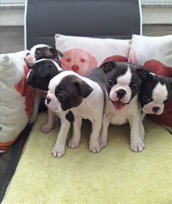 Boston Terijer Stenci