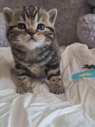 Britanska kratkodlaka, mače