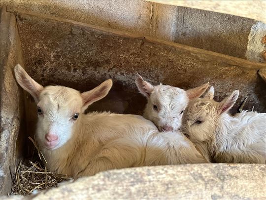 Prodajem koze i jariće 