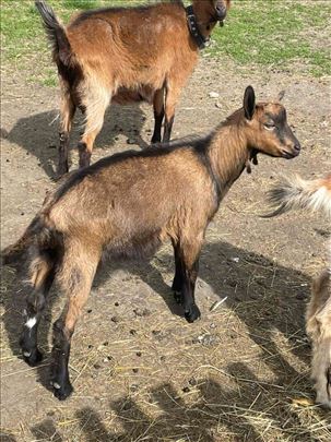 Prodajem muske i zenske jarice