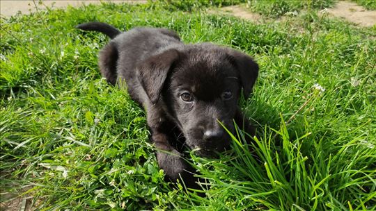 Štenci za udomljavanje – Beograd