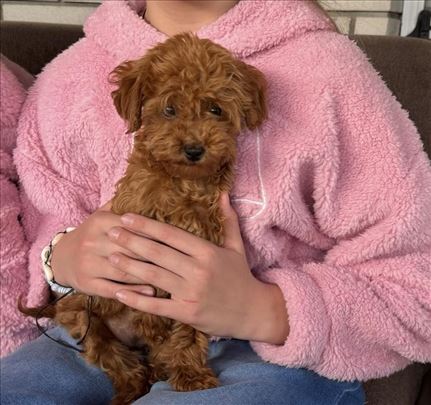 Toy Pudle na prodaju