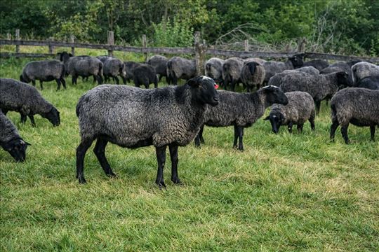 Romanovske ovce jagnjad