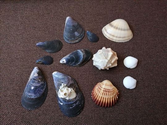 Školjkice iz Grčke