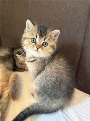 Škotski fold, mače