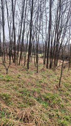 Bagremovu podupirači 