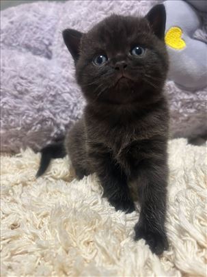 Britanska kratkodlaka, mače