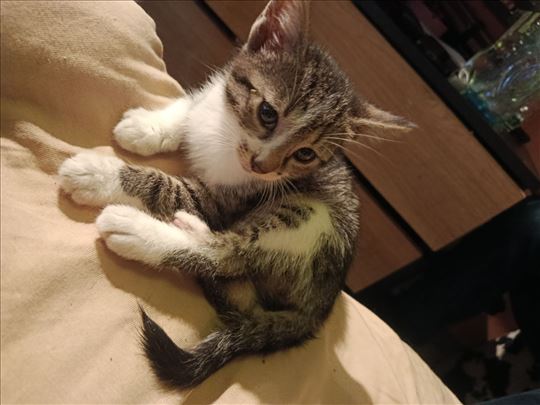 Mace na udomljavanje❤️