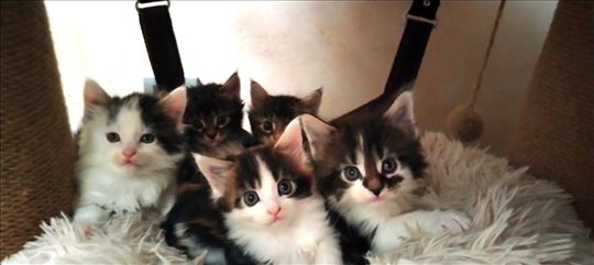 Maine Coon , mačići (M/Ž)