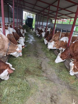 Na prodaju junica i krava