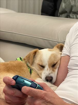 Pas Borgi mix corgia traži dom 