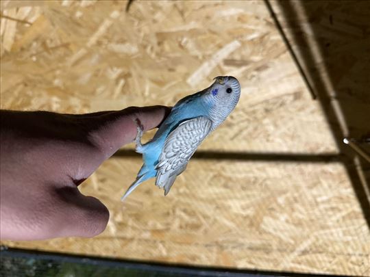 Tigrice