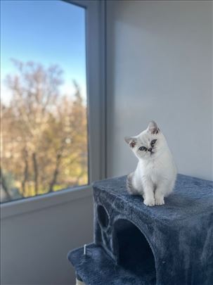 Britanska kratkodlaka, mače