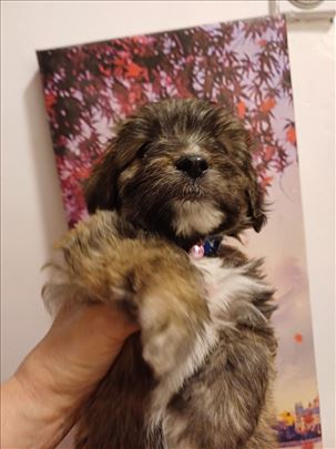 Jorkširski terijer, bison, stene decak