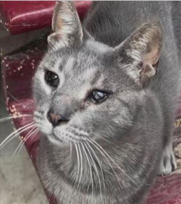 Mladenovac, Tozino voce, nestao slepi macak