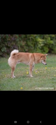 Šiba inu, odrastao pas