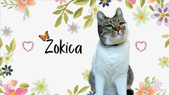 ZOKICA traži dom