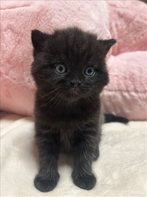 Britanska kratkodlaka, mače