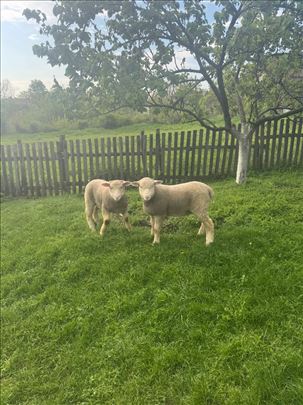 Dva muška il de france jagnjeta