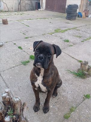 Nemački bokser, mlad pas