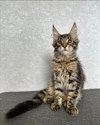 Poklanjam Maine Coon macu