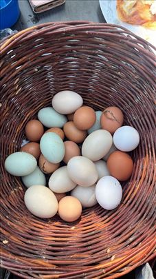 Prodajem jaja za nasad ili konzum