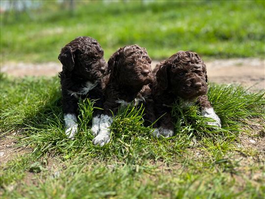 Lagotto Romagnolo - Leglo vrhunskog kvaliteta