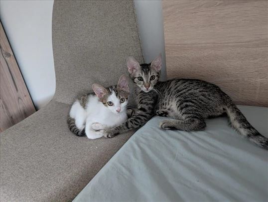 Mešanac, mlada mačka