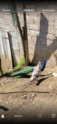 Prodajem pauna i paunicu