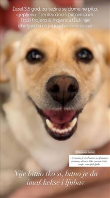 Žuzel - udomljava se pas mesanac corgia